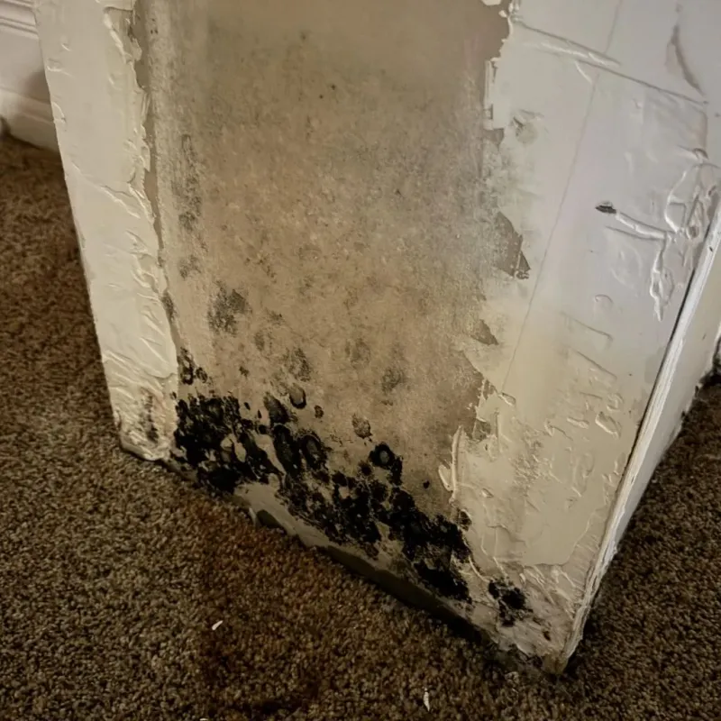 Professional Mold Removal in Montgomery City, MO